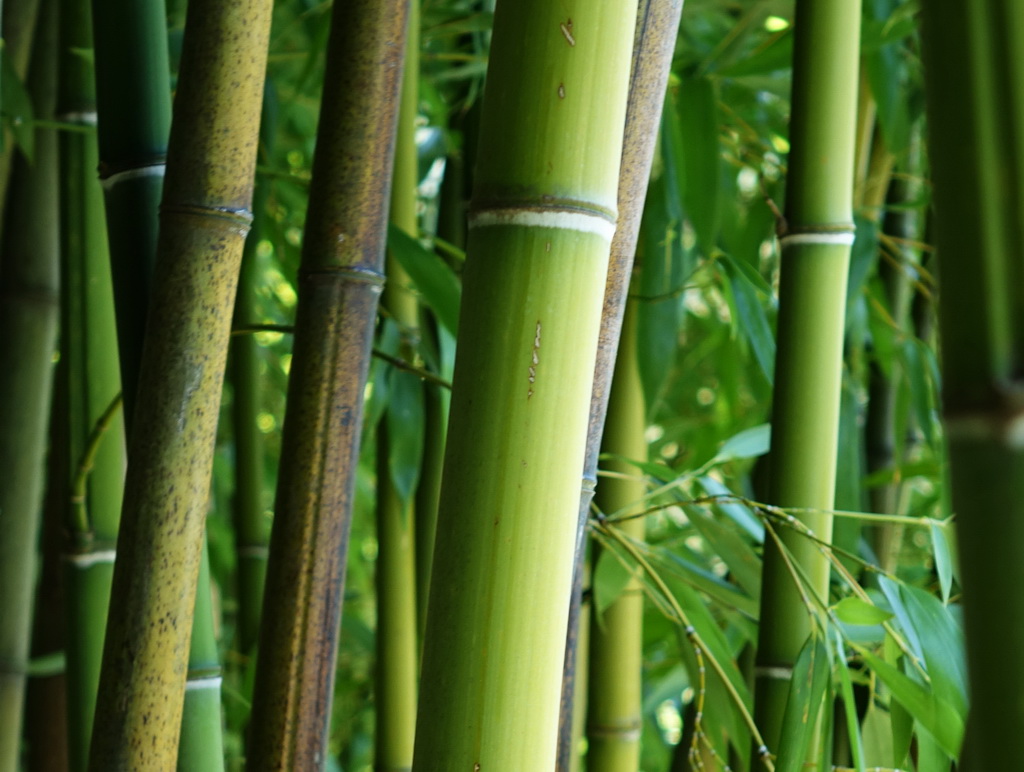 nuda59cb7e9024bc8 Steinbambus, Phyllostachys nuda