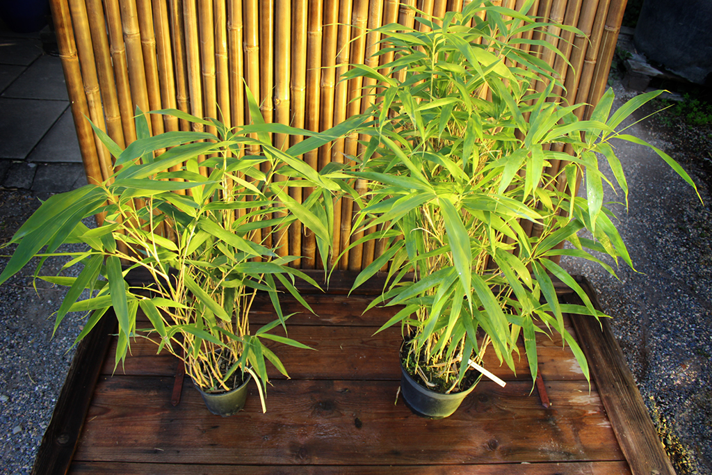 pseudo Pfeil Bambus, Pseudosasa japonica