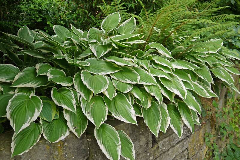 hosta-hybride-francee-weissrand-funkie-bambuswald2 Weißrand-Funkie, Hosta Hybride Francee