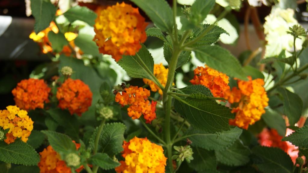 lantana-camara Wandelröschen, Lantana camara