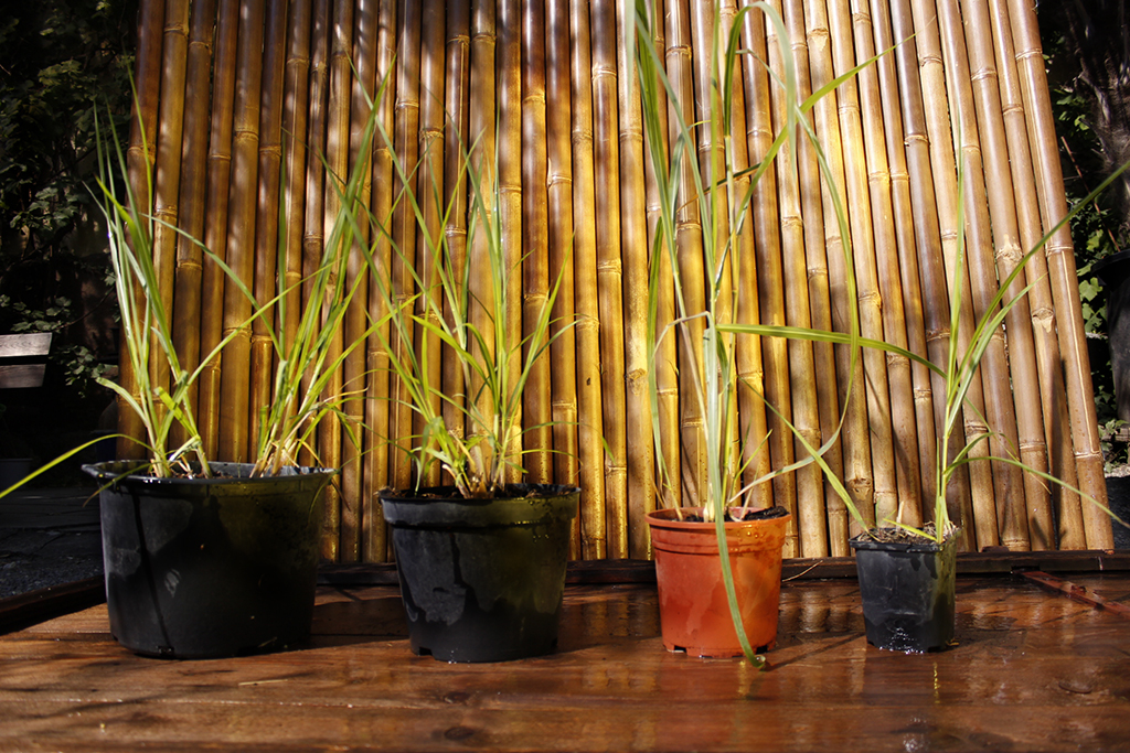 miscanthus-giganteus Elefantengras, Miscanthus giganteus