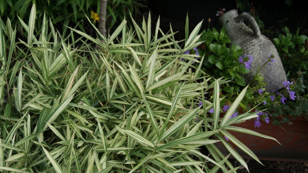 pleioblastus-varigata-zwerg Zwergbambus Pleioblastus fortunei Variegata