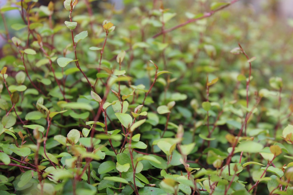 Muehlenbeckia5 Mühlenbeckie, Muehlenbeckia complexa