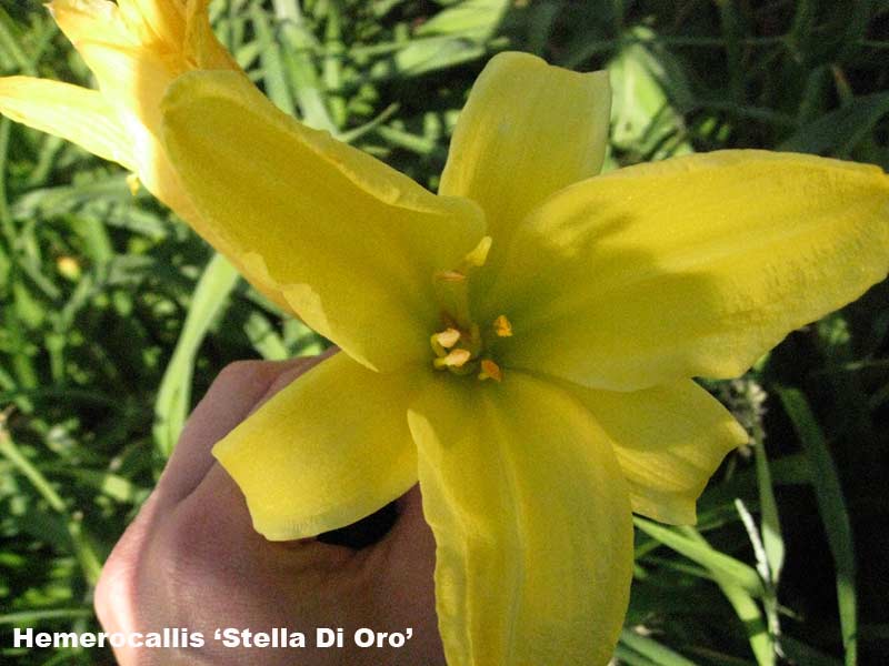 hemerocallis-taglilien-stella-di-oro_bambuswald5 Taglilie, Hemerocallis in Sorten