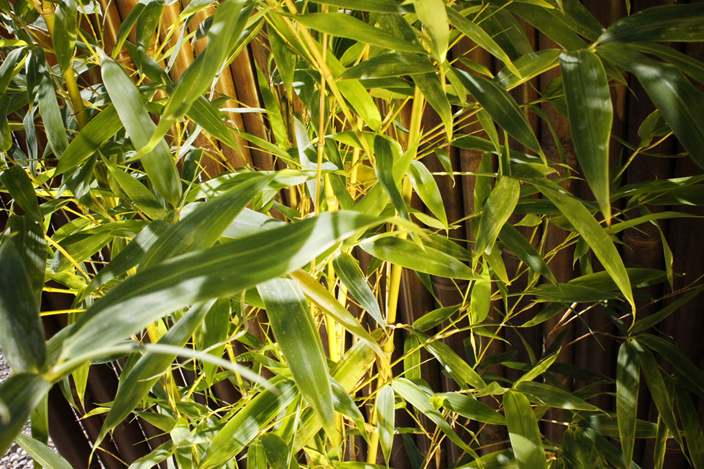 Phyllostachys-aurea-koi3 Koi Goldrohr Bambus , Phyllostachys aurea Koi