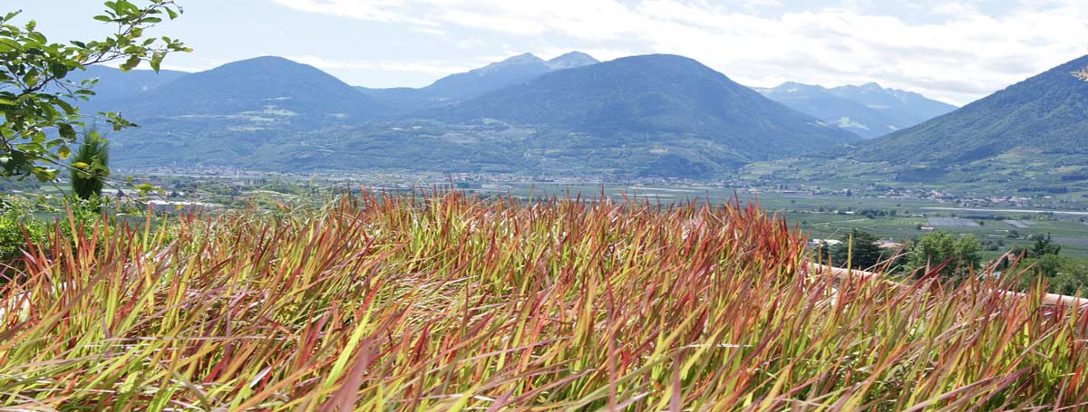Imperata-cylindrica-Red-Baron-Japanisches-Blutgras-Bambuswald1 Japanisches Blutgras, Imperata cylindrica Red Baron