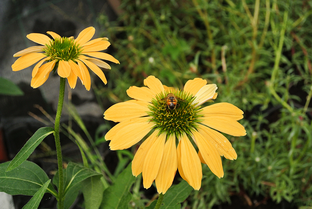 Echinacea-Gelb Sonnenhut, Echinacea purpurea in Sorten