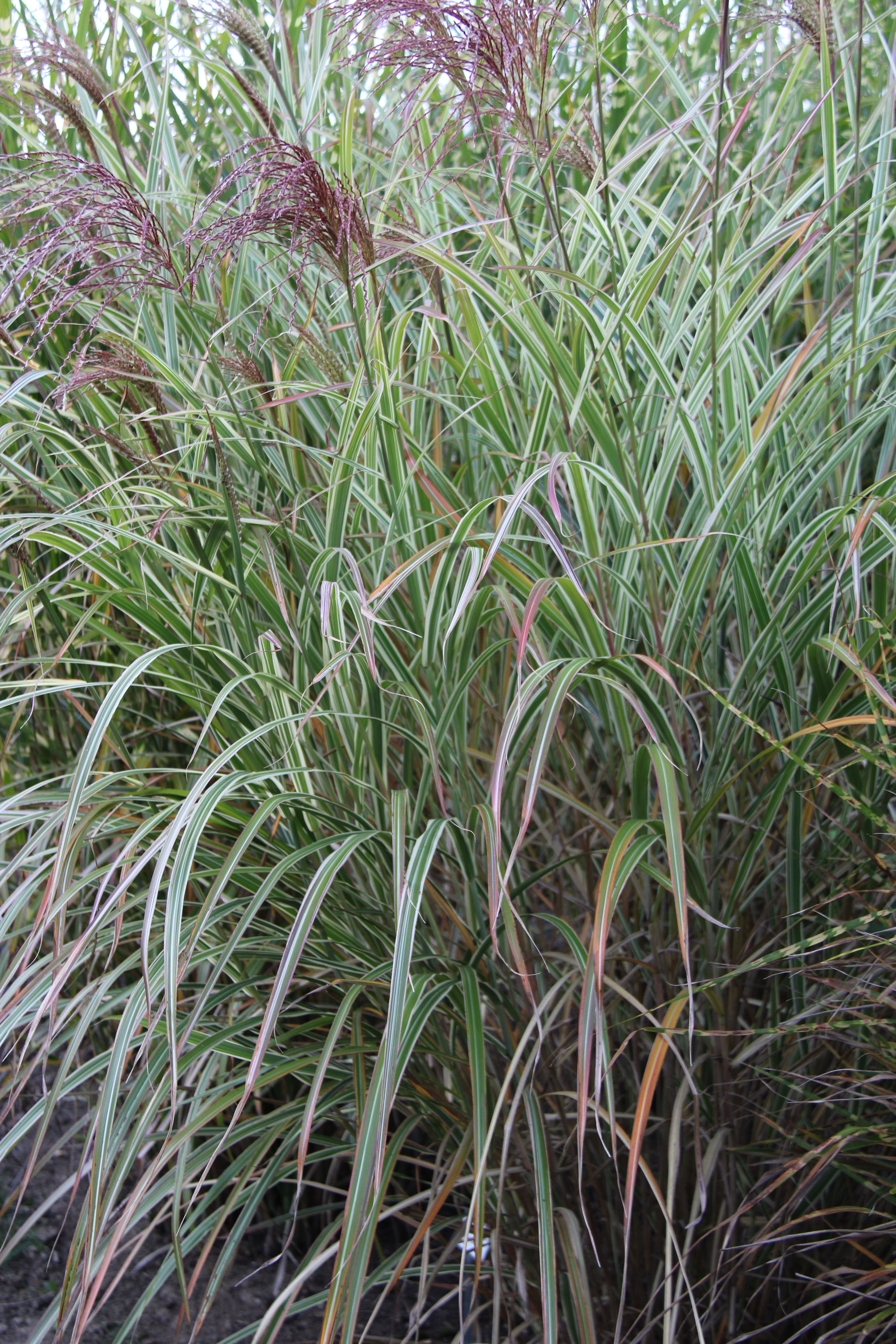 missvariegatus6 Weißbuntes Chinaschilf, Miscanthus sinensis Variegatus