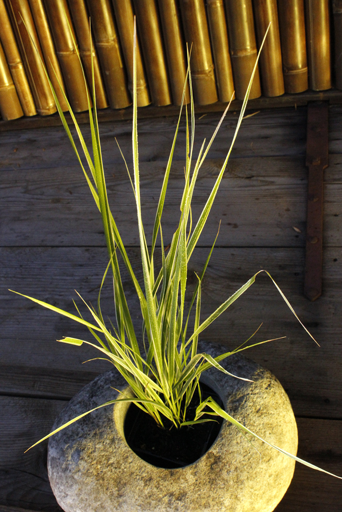 _MG_0090 Gestreiftes Reitgras - Calamagrostis acutiflora Overdam