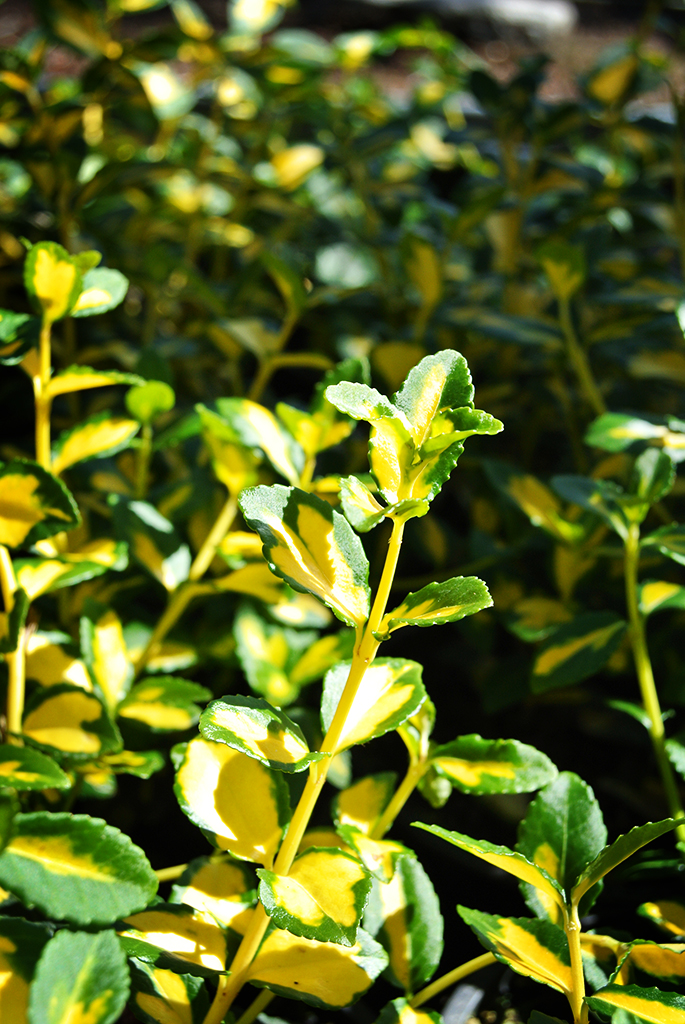 Euoronymus-fortunai2 Kriechspindelstrauch, Euonymus fortunei Mikaela