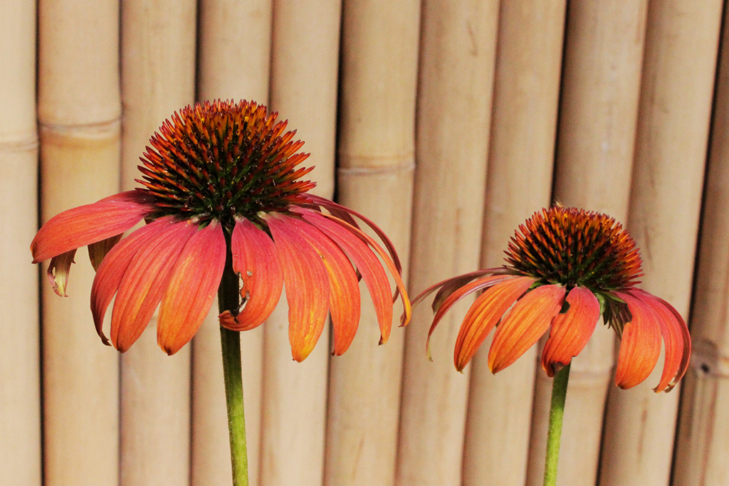 Echinacea-Purpurea12 Sonnenhut, Echinacea purpurea in Sorten