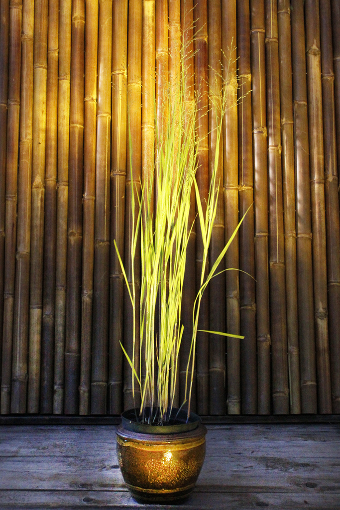 _MG_0033a Bläuliche Rutenhirse, Panicum virgatum Heavy Metal