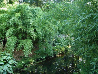 bambuswald-fargesia-denudat-3 Pandabambus, Fargesia denudata