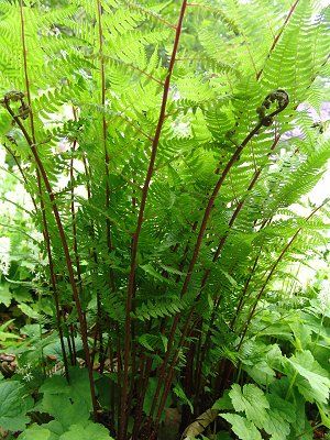 frauenfarn Rotstieliger Frauenfarn, Athyrium filix-femina - Lady in Red