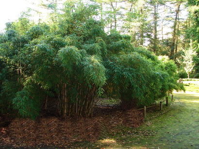 fargesia_robusta_campbell_1 Fargesia Robusta Campbell - Zebrabambus