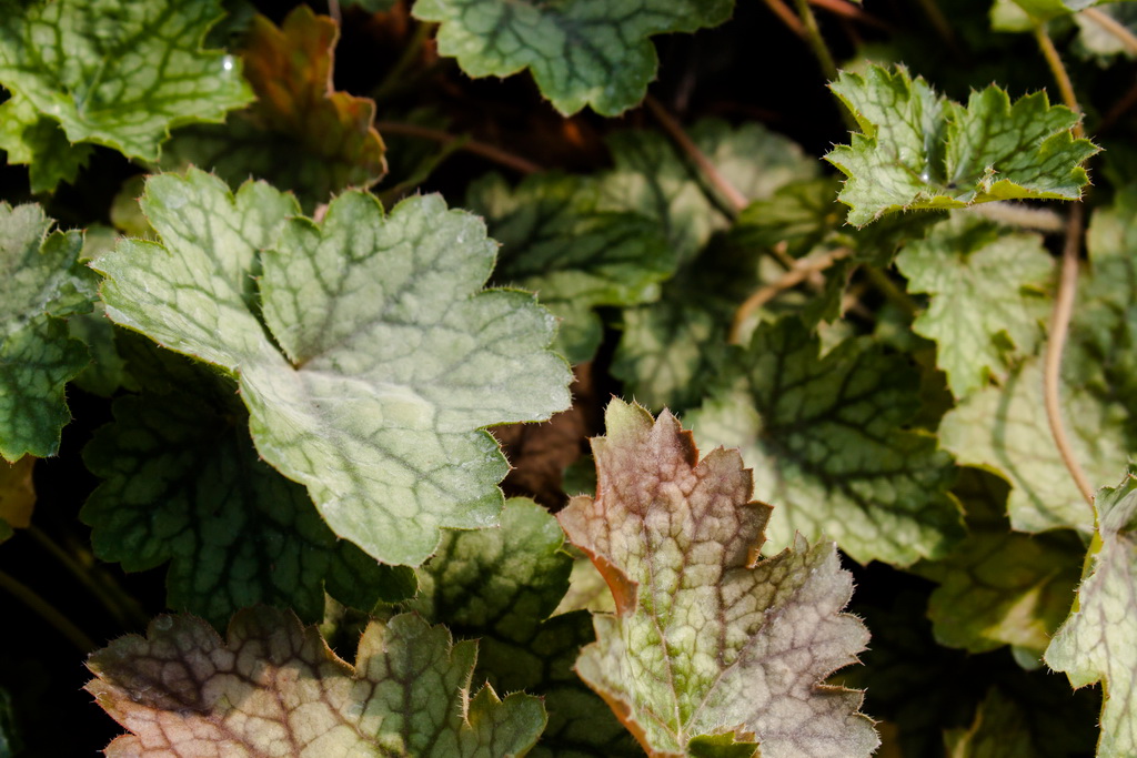 Purpurglöckchen, Heuchera Electra