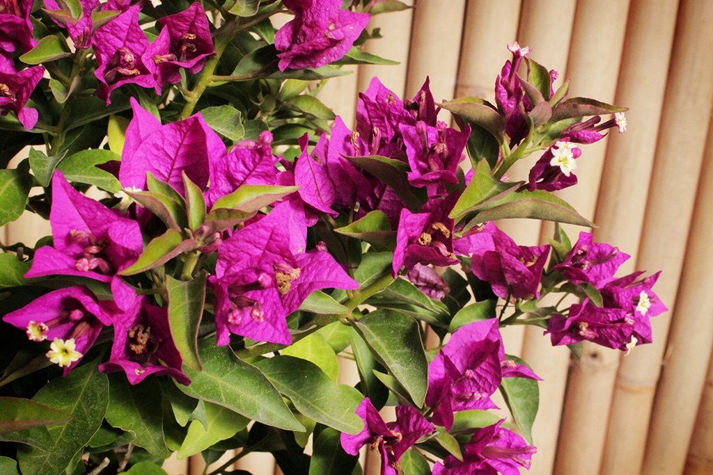 Drillingsblume - Bougainvillea glabra Sanderiana