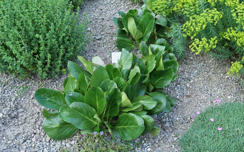 Riesensteinbrech, Bergenia cordifolia