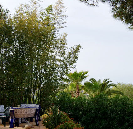 phyllostachys-aurea-bambuswald-12 Goldrohr Bambus, Phyllostachys aurea