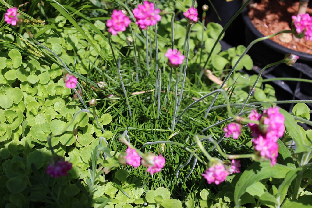 Armeria-maritima3 Grasnelke, Armeria maritima