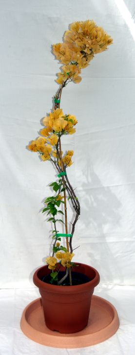 bouguvillea_einstbig_gelb Bougainvillea glabra - Drillingsblume