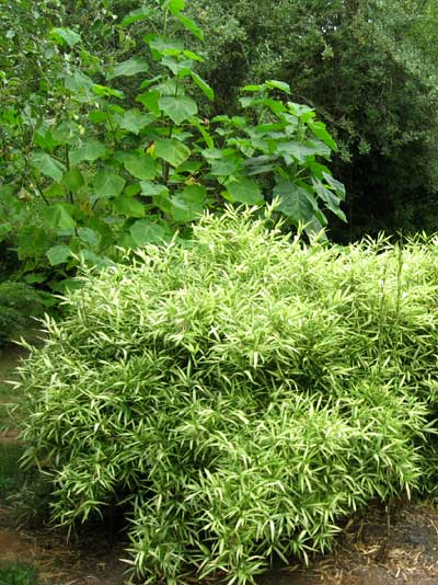 pleioplastus_-tsuboi Zwergbambus Pleioblastus shibuyanus Tsuboi