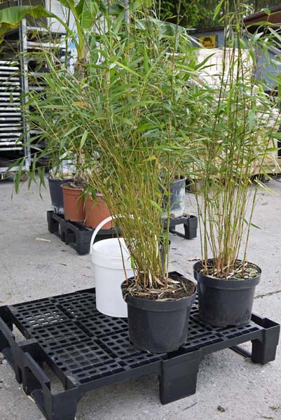 2012-versand-bambus-hofstetter-muhle-03