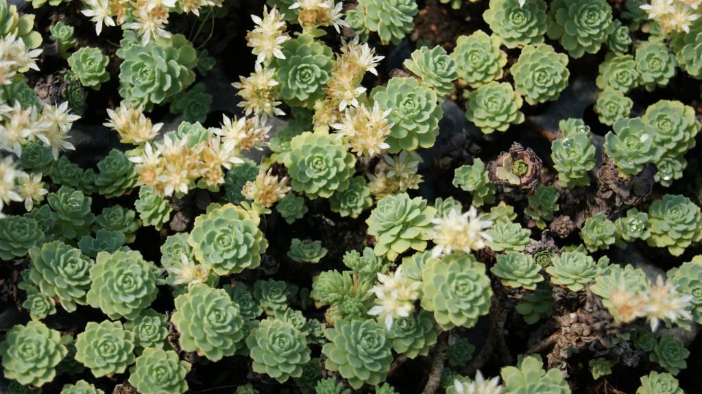 sedum-pachyclados3 Afghanischer Rosenwurz - Rhodiola primuloides var. pachyclados