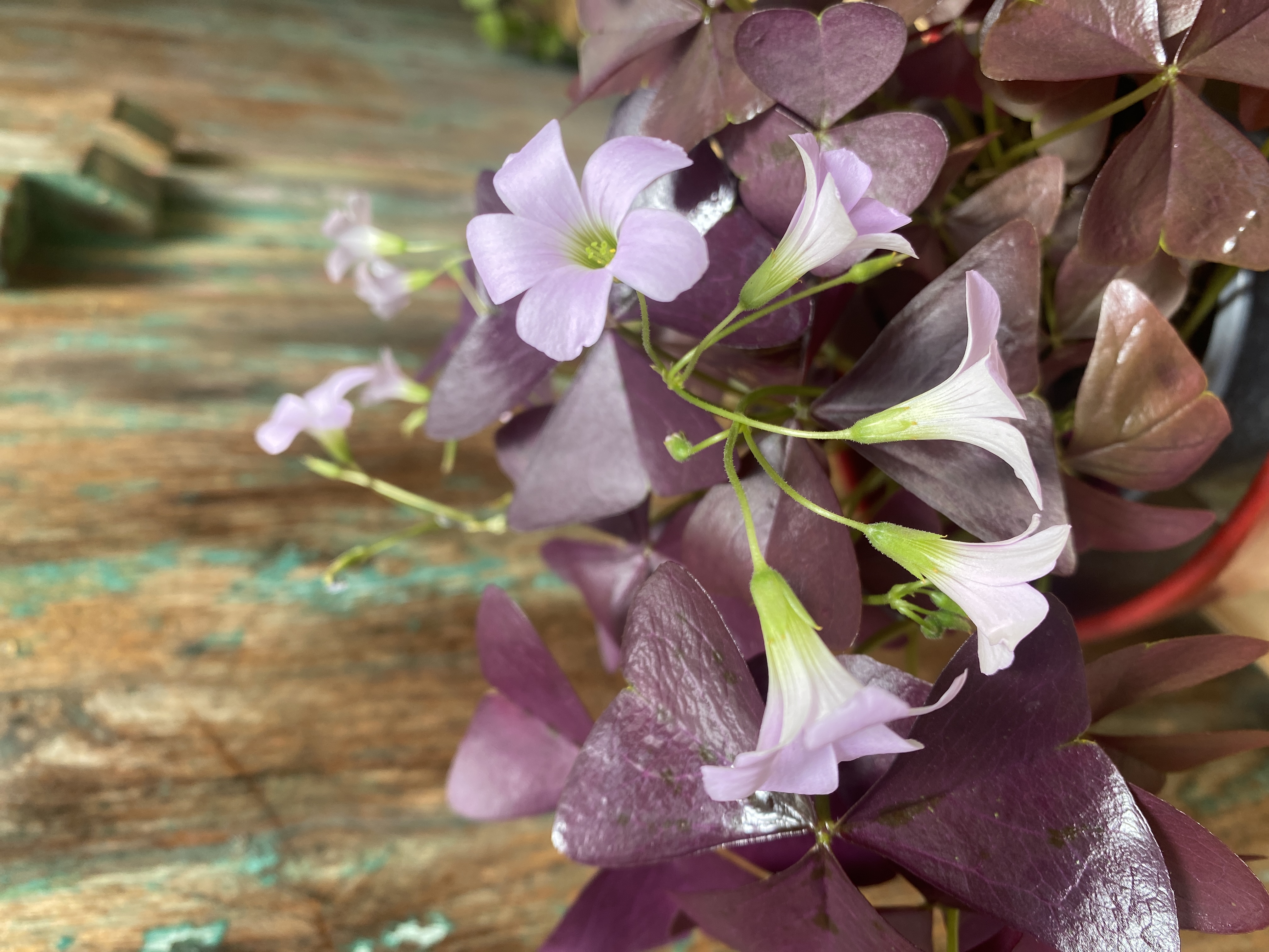 Roter Klee "Oxalis triangularis"