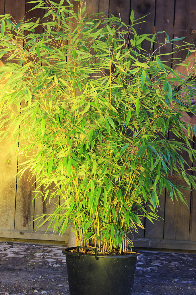 IMG_001377rzk6yyV0xjA Fargesia robusta Robusta
