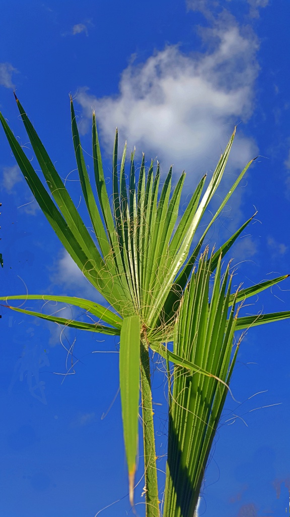 20180314_152539 Petticoatpalme - Washingtonia robusta
