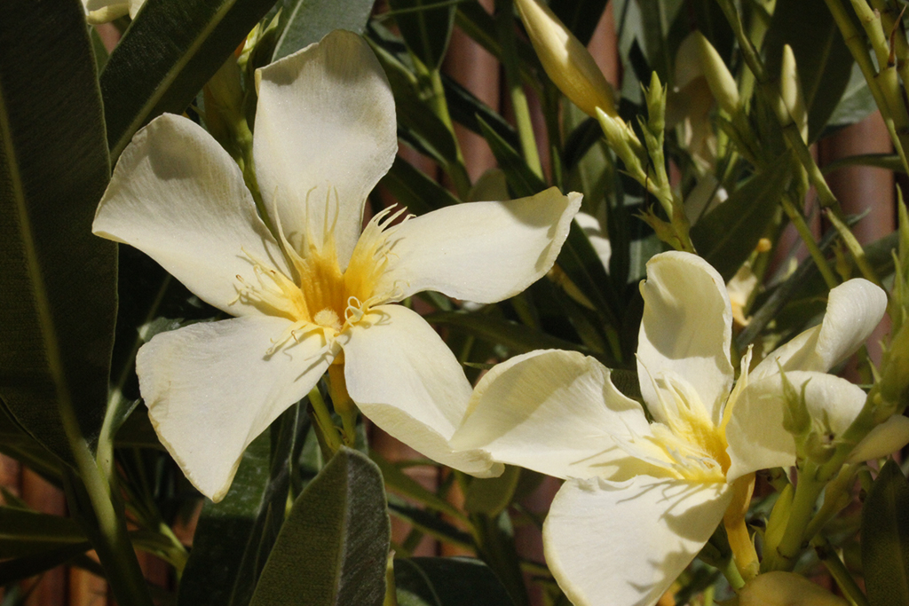 _MG_0028 Oleander, Nerium oleander