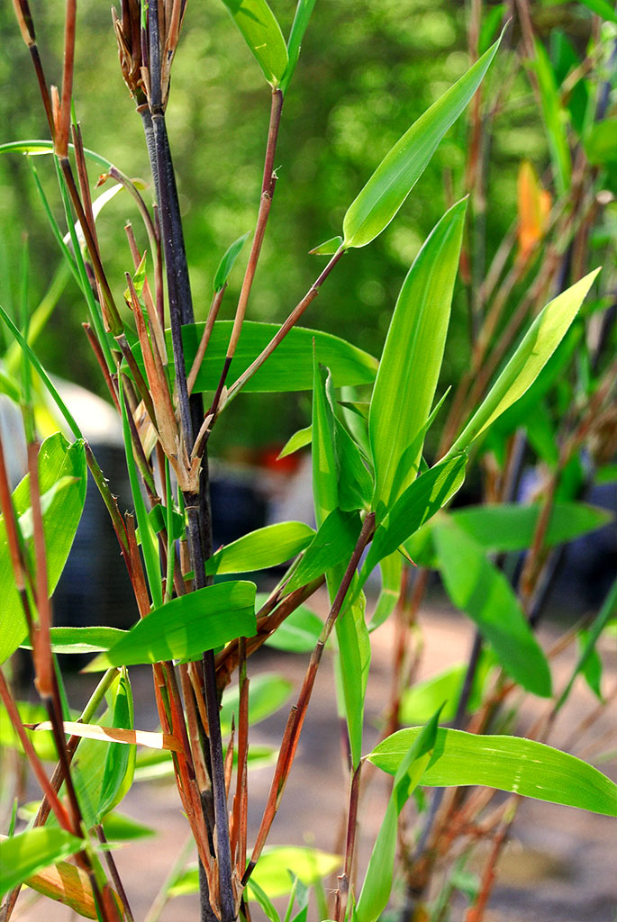 demissa-gerry2 Schirmbambus Gerry, Fargesia demissa Gerry