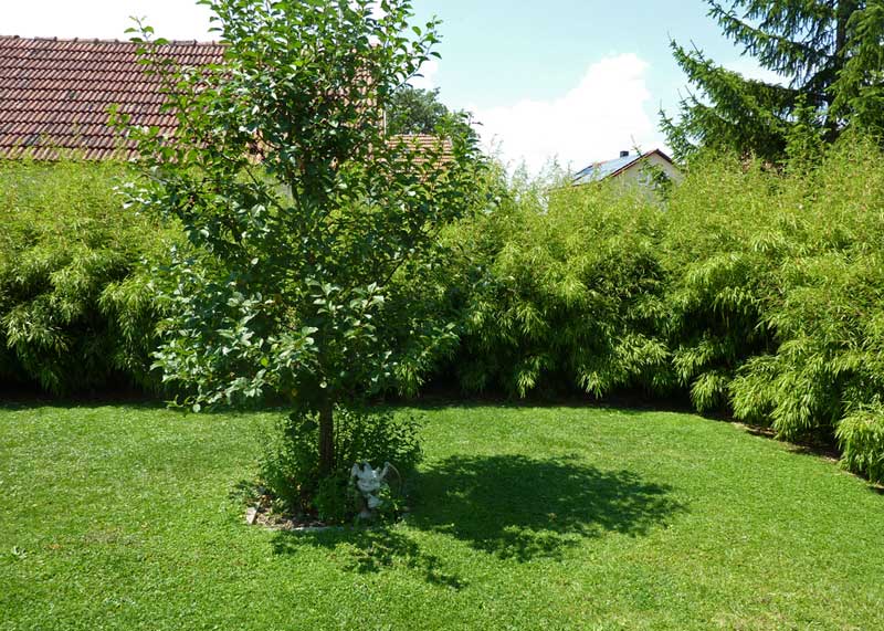 fargesia-rufa-hecke-2013-bambuswald52455d7821b63 Universaler Gartenbambus Fargesia rufa