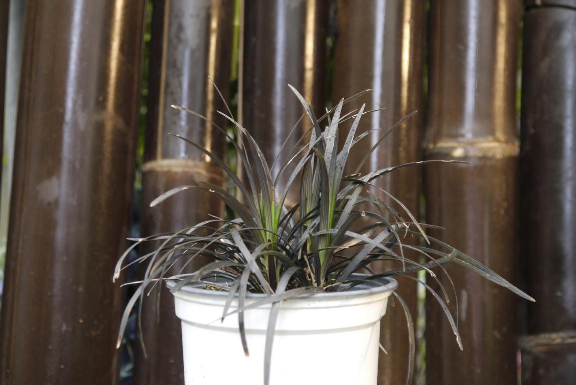 ophiopogon-planiscapus-black-smaragd-bambuswald Schwarzer Schlangenbart, Ophiopogon planiscapus nigrescens