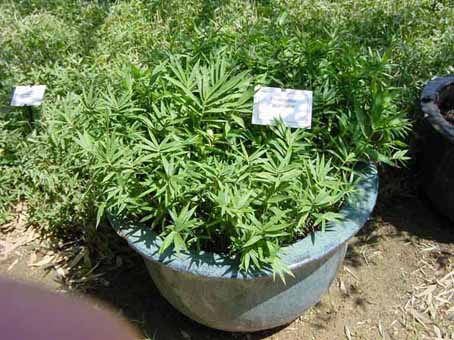 pleioblastus-pygmaeus-n1 Zwergbambus Pleioblastus pygmaeus