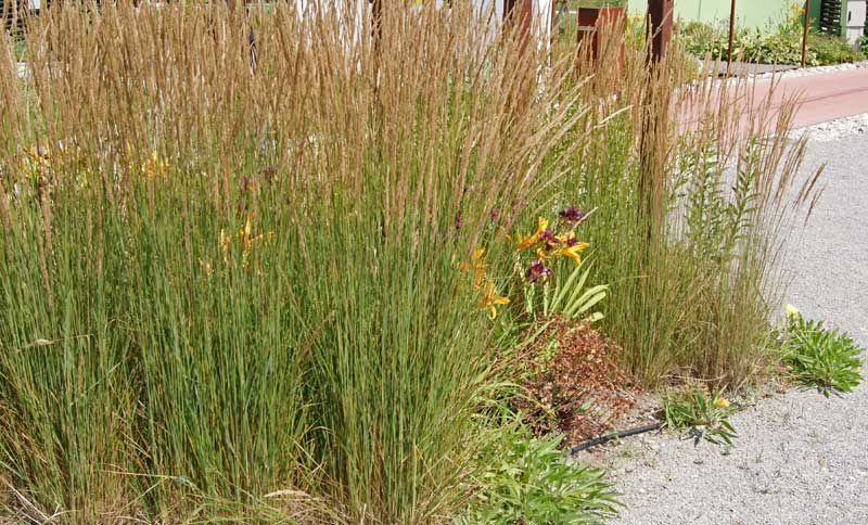 calamagrostis-acutiflora-karl-foerster-bambuswald1 Reitgras, Calamagrostis x acutiflora Karl Förster