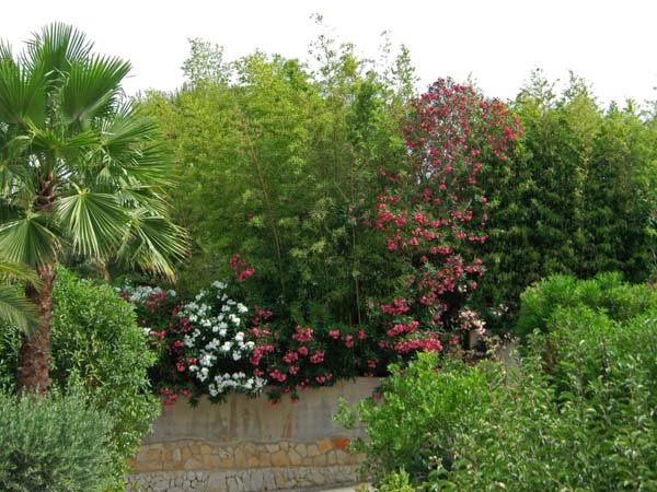 oleander-hecke-spanienbambuswald02 Oleander, Nerium oleander