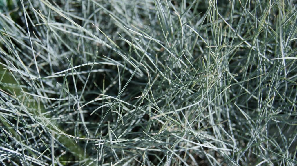 festuca-cinerea-elija-blue-neu Blau-Schwingel Elijah Blue, Festuca cinerea Elijah Blue
