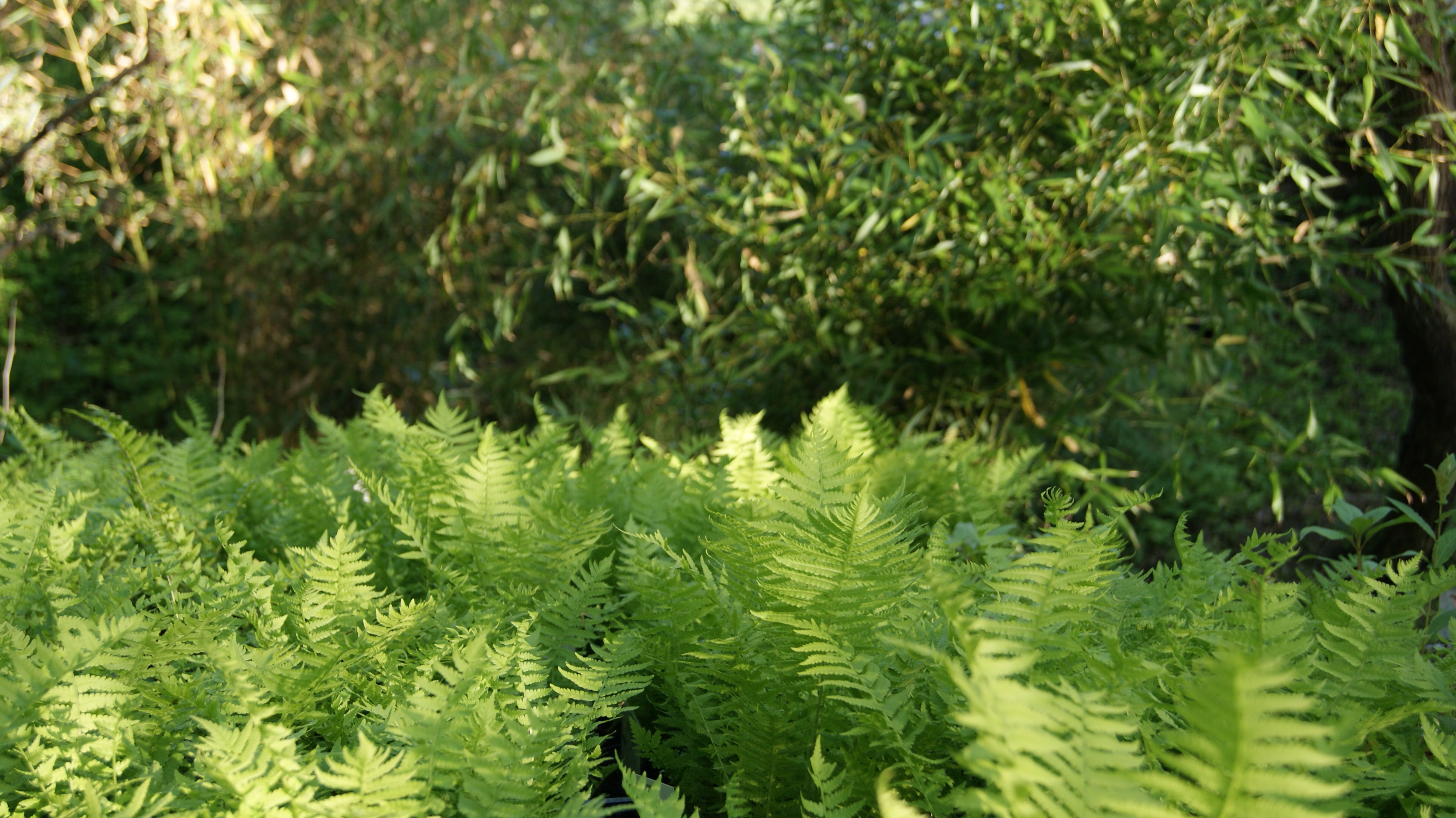 polystichum-setiferum-filigranfarn-bambuswald3 Filigranfarn, Polystichum setiferum Herrenhausen