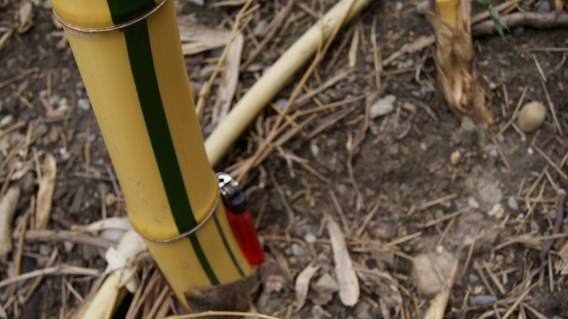 DSC07475-800x450 Zauber Bambus, Phyllostachys vivax Aureocaulis