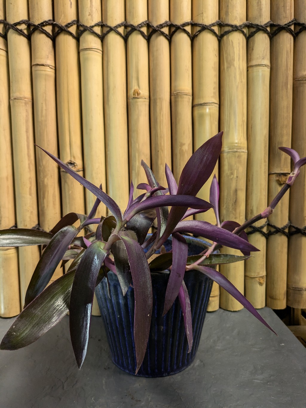 Tradescantia Mexikanische Dreimasterblume, Tradescantia pallida