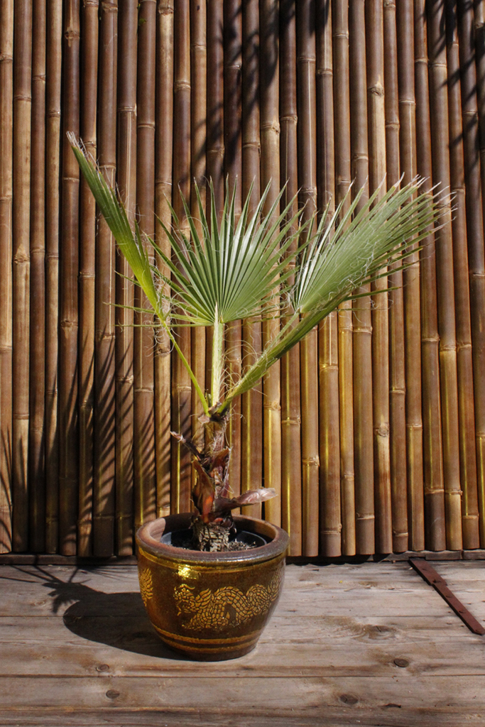 _MG_0017XnosQhV9L7MXe Petticoatpalme - Washingtonia robusta
