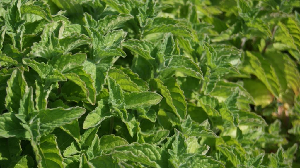 Grapefruit Minze, Mentha suaveolens x piperita