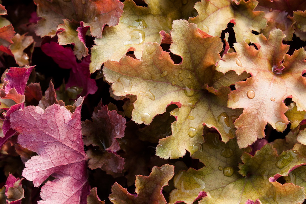 Marmalade_Bildgr-sse-ndern Purpurglöckchen, Heuchera Marmalade