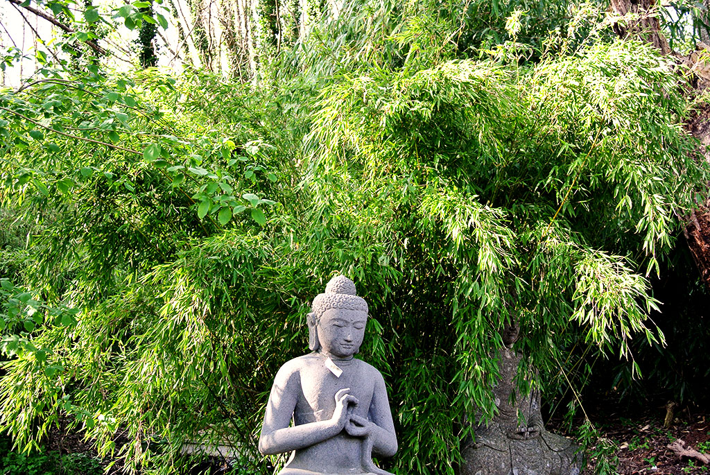 Denudata-ausgewachsen Pandabambus, Fargesia denudata