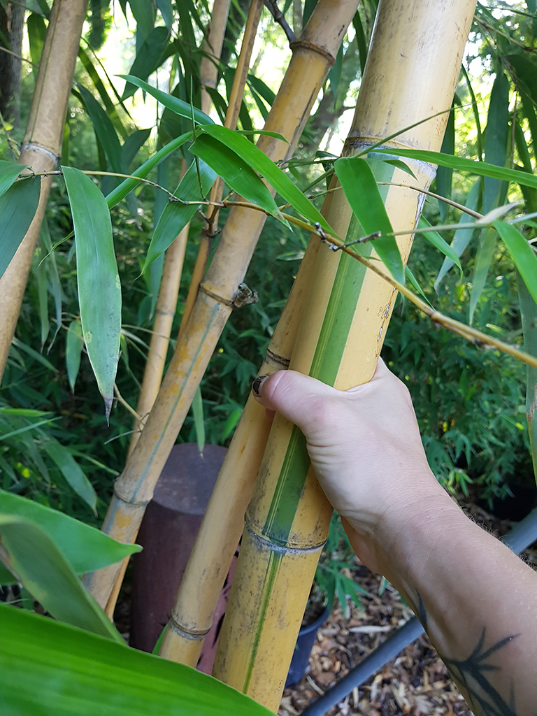 20180804_093515 Zauber Bambus, Phyllostachys vivax Aureocaulis