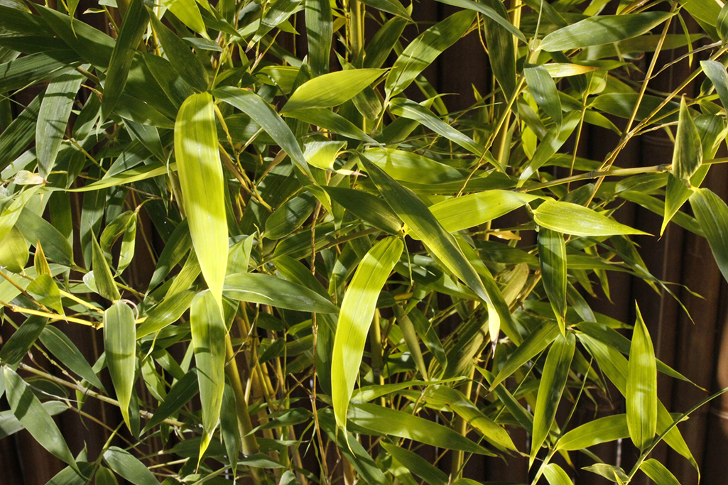 Phyllostachys-aurea-koi7 Koi Goldrohr Bambus , Phyllostachys aurea Koi