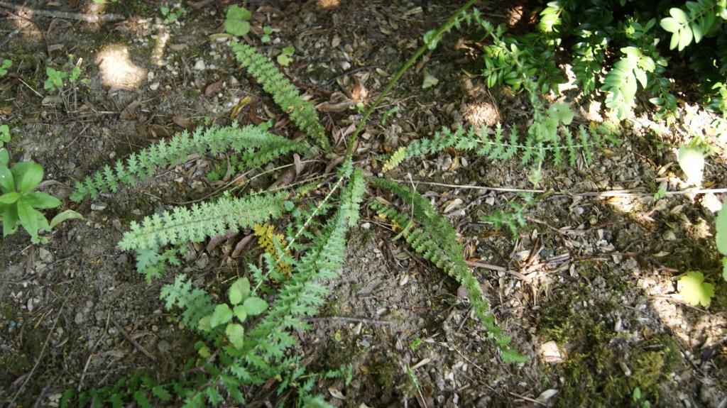sanguisorba-minor-pimpinella Pimpinelle, Sanguisorba minor