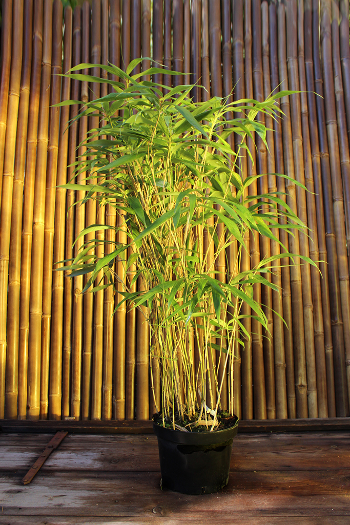 pseudosassa Pfeil Bambus, Pseudosasa japonica